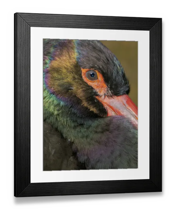 Framed Print : Black Stork. Hellabrunn Zoo in Munich, Germany, Bavaria Framed Print : Black Stork. Hellabrunn Zoo in Munich, Germany, Bavaria