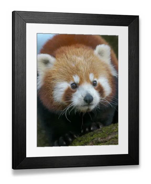 Framed Print : Red Panda or Lesser Panda in Hellabrunn Zoo in Munich. Germany, Munich Framed Print : Red Panda or Lesser Panda in Hellabrunn Zoo in Munich. Germany, Munich