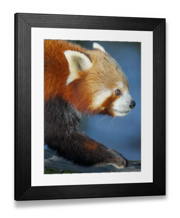 Framed Print : Red Panda or Lesser Panda in Hellabrunn Zoo in Munich. Germany, Munich Framed Print : Red Panda or Lesser Panda in Hellabrunn Zoo in Munich. Germany, Munich
