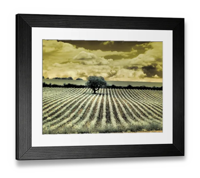 Framed Print : France, Provence, Sault. Lone tree and poppies Framed Print : France, Provence, Sault. Lone tree and poppies