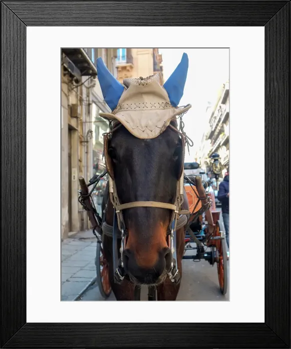 Framed Print : Palermo, Sicily. Horse wearing fashionable hat. Often seen transporting tourists throughout the streets of Palermo Framed Print : Palermo, Sicily. Horse wearing fashionable hat. Often seen transporting tourists throughout the streets of Palermo