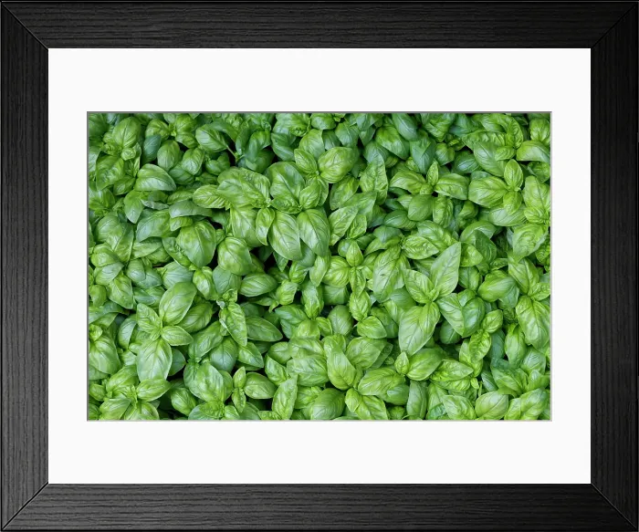 Framed Print : Palermo, Sicily. Fresh basil at farmers market Framed Print : Palermo, Sicily. Fresh basil at farmers market