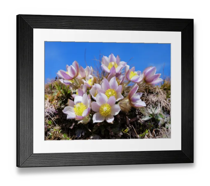 Framed Print : Spring pasqueflower, also called arctic violet, lady of the snows growing near Mt. Watles. Italy, South Tyrol, Alto Adige Framed Print : Spring pasqueflower, also called arctic violet, lady of the snows growing near Mt. Watles. Italy, South Tyrol, Alto Adige
