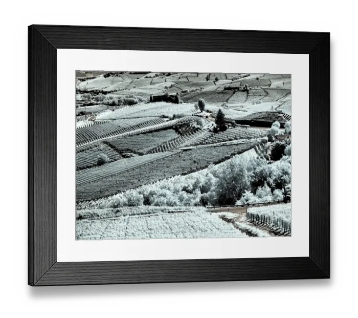 Framed Print : Italy, Pedemonte, Langhe, Barolo. Vineyards Framed Print : Italy, Pedemonte, Langhe, Barolo. Vineyards
