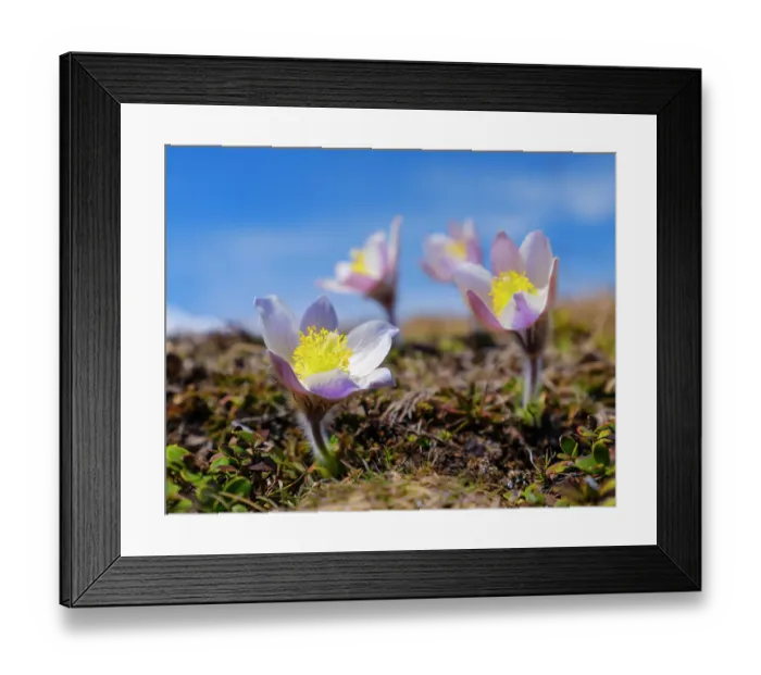 Framed Print : Spring pasqueflower, also called arctic violet, lady of the snows growing near Mt. Watles. Italy, South Tyrol, Alto Adige