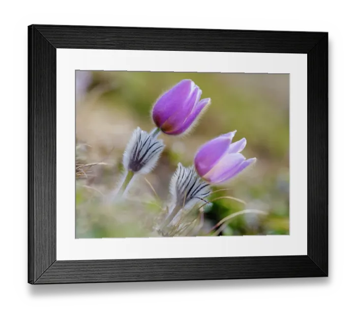 Framed Print : Spring pasqueflower, also called arctic violet, lady of the snows growing near Mt. Watles. Italy, South Tyrol, Alto Adige
