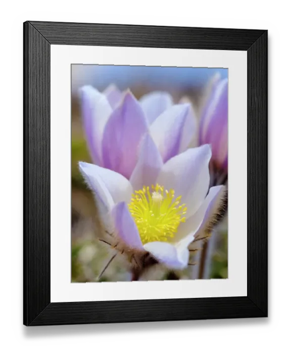 Framed Print : Spring pasqueflower, also called arctic violet, lady of the snows growing near Mt. Watles. Italy, South Tyrol, Alto Adige Framed Print : Spring pasqueflower, also called arctic violet, lady of the snows growing near Mt. Watles. Italy, South Tyrol, Alto Adige