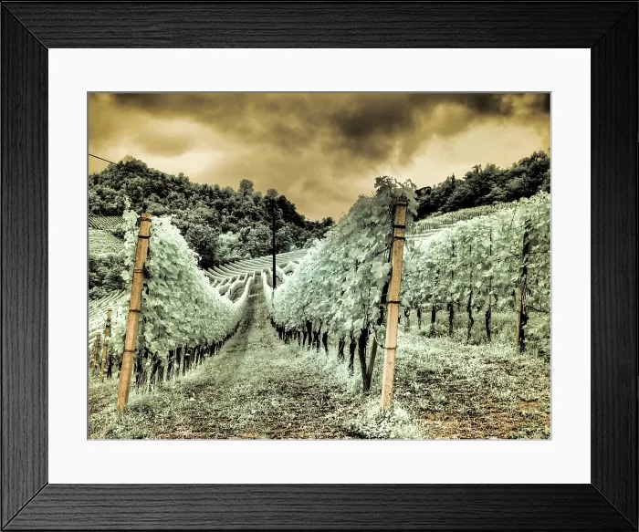 Framed Print : Italy, Pedemonte, Langhe, Perno. Infrared of vineyards Framed Print : Italy, Pedemonte, Langhe, Perno. Infrared of vineyards