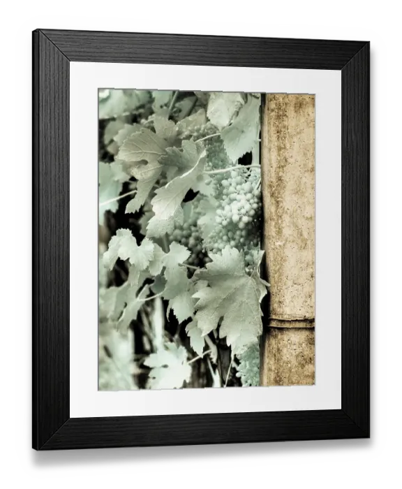 Framed Print : Italy, Pedemonte, Langhe, Perno. Infrared of vineyards Framed Print : Italy, Pedemonte, Langhe, Perno. Infrared of vineyards
