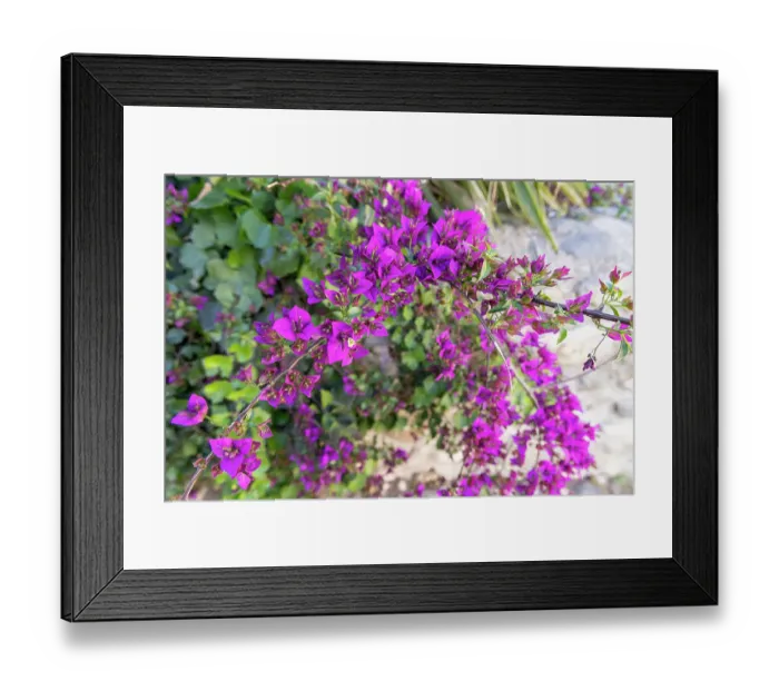 Framed Print : Albaicin, Province of Granada, Andalusia, Spain. A purple flowering bush