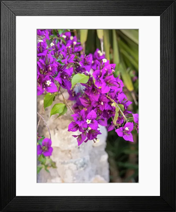 Framed Print : Albaicin, Province of Granada, Andalusia, Spain. A purple flowering bush Framed Print : Albaicin, Province of Granada, Andalusia, Spain. A purple flowering bush