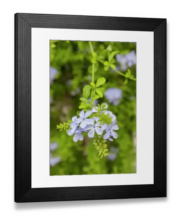 Framed Print : Centro District, Cordoba, Andalusia, Spain. Light purple flowers on a green background Framed Print : Centro District, Cordoba, Andalusia, Spain. Light purple flowers on a green background