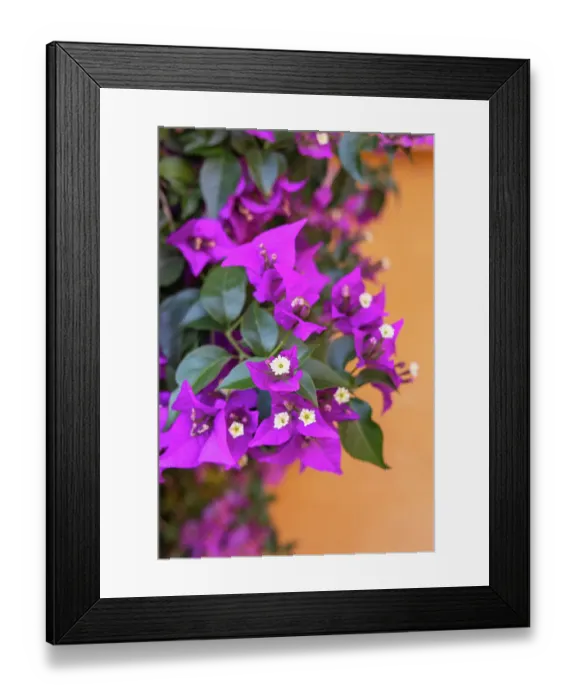 Framed Print : Casco Antiguo, Seville, Andalusia, Spain. Purple flowers growing on an orange stucco wall