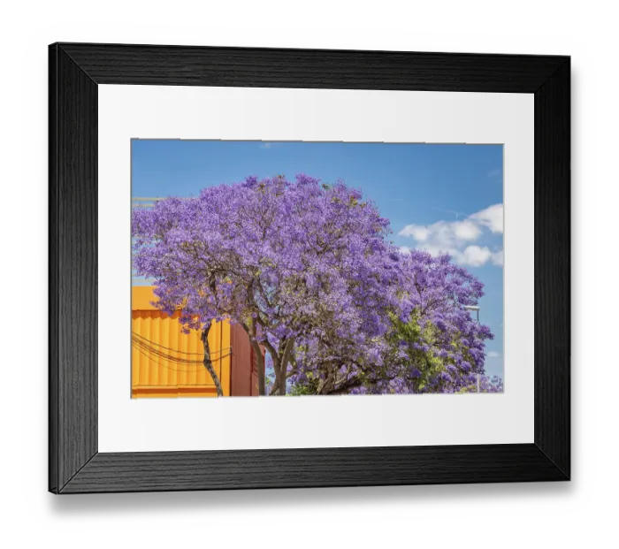 Framed Print : Jerez de la Frontera, Cadiz, Andalusia, Spain. A purple flowering tree against blue sky Framed Print : Jerez de la Frontera, Cadiz, Andalusia, Spain. A purple flowering tree against blue sky