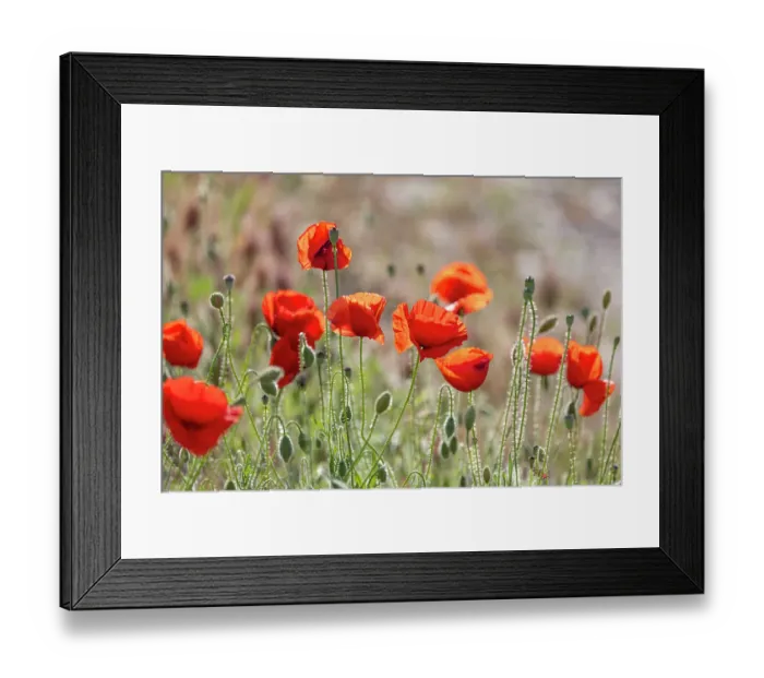 Framed Print : Montefrio, Granada, Andalusia, Spain. Wild poppies growing