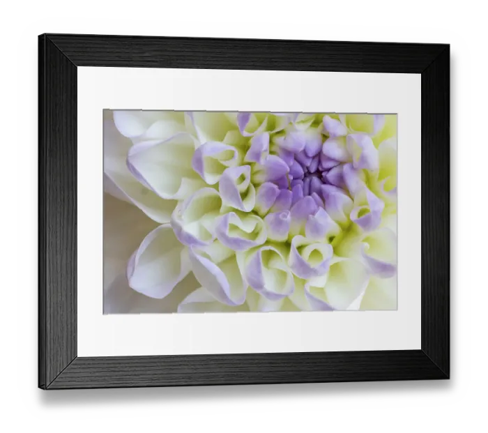 Framed Print : USA, Washington State, Sammamish. Dahlia closeup