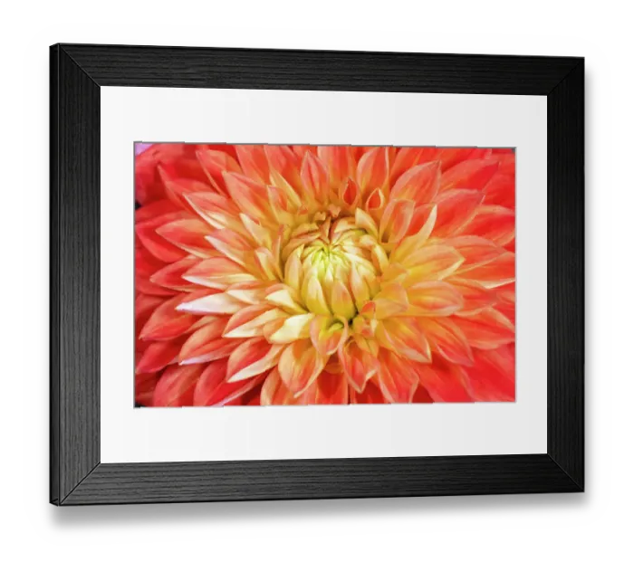 Framed Print : USA, Washington State, Sammamish. Dahlia closeup