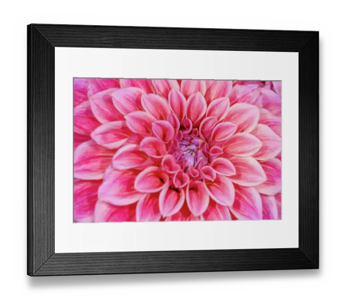 Framed Print : USA, Washington State, Sammamish. Dahlia closeup Framed Print : USA, Washington State, Sammamish. Dahlia closeup