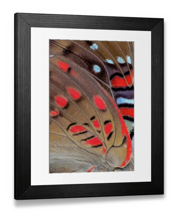 Framed Print : Butterfly wing close-up Framed Print : Butterfly wing close-up