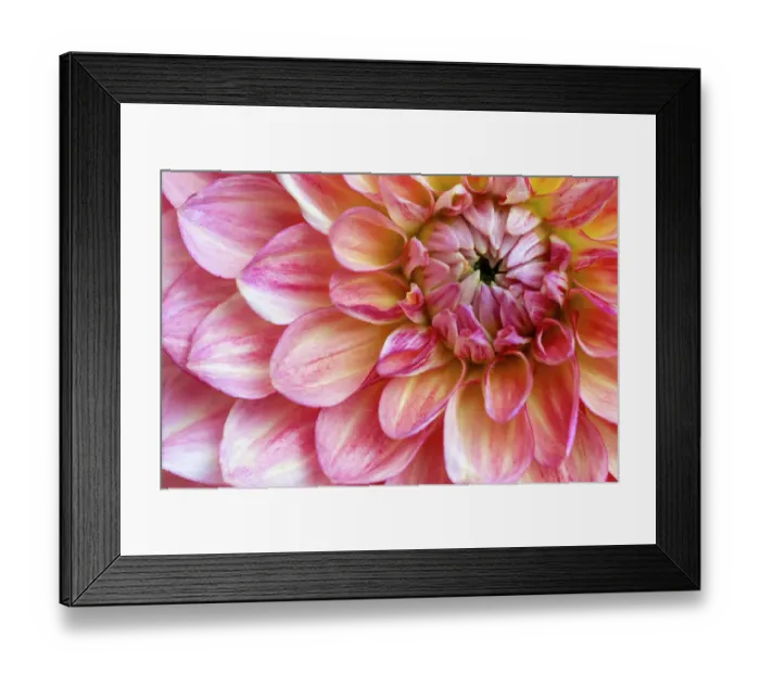 Framed Print : USA, Washington State, Sammamish. Dahlia closeup