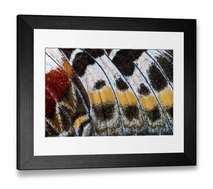 Framed Print : Butterfly wing close-up Framed Print : Butterfly wing close-up