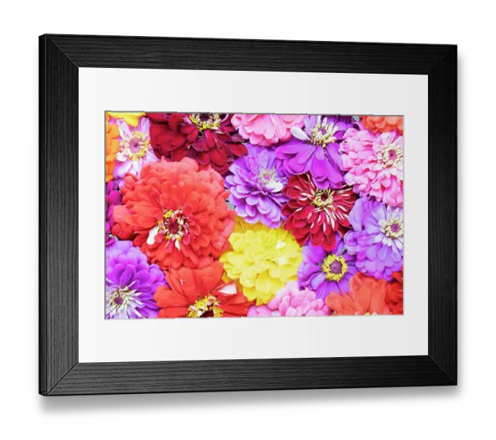 Framed Print : USA, Washington State, Sammamish. Dahlia design Framed Print : USA, Washington State, Sammamish. Dahlia design