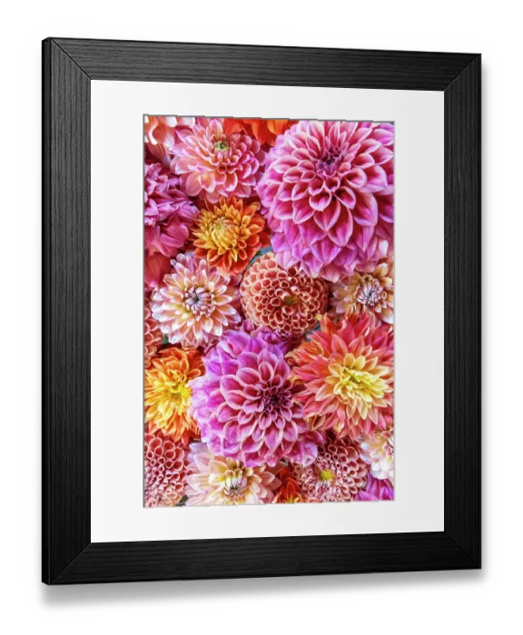Framed Print : USA, Washington State, Sammamish. Dahlia design Framed Print : USA, Washington State, Sammamish. Dahlia design