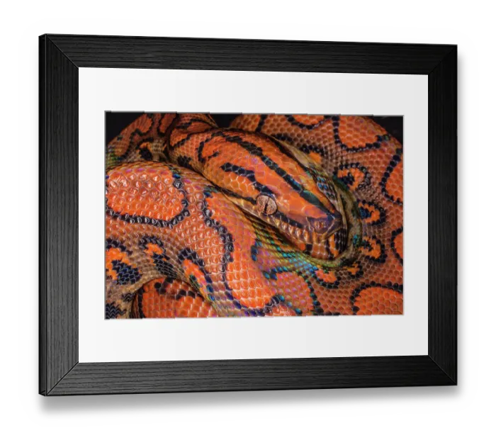 Framed Print : South America. Brazilian rainbow boa constrictor close-up Framed Print : South America. Brazilian rainbow boa constrictor close-up