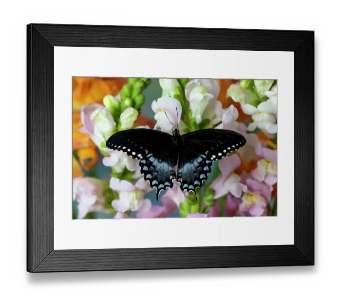 Framed Print : Spicebush butterfly on flowers of pink snapdragon Framed Print : Spicebush butterfly on flowers of pink snapdragon