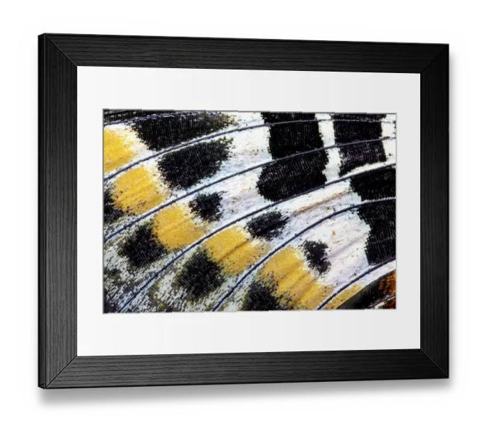 Framed Print : Butterfly wing close-up Framed Print : Butterfly wing close-up