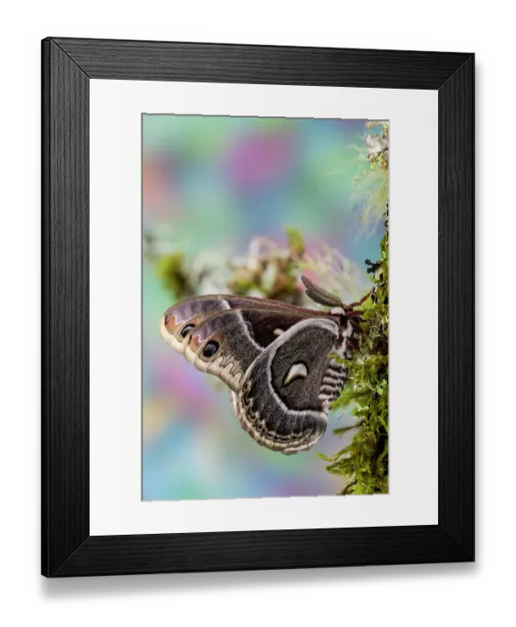 Framed Print : Silk moth on mossy branch Framed Print : Silk moth on mossy branch