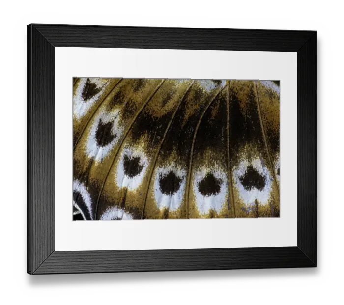 Framed Print : Butterfly wing close-up Framed Print : Butterfly wing close-up