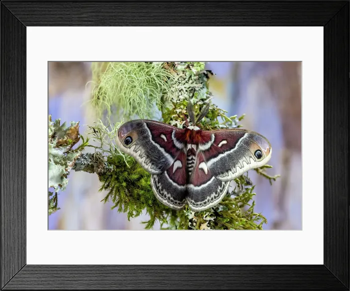 Framed Print : Silk moth on mossy branch