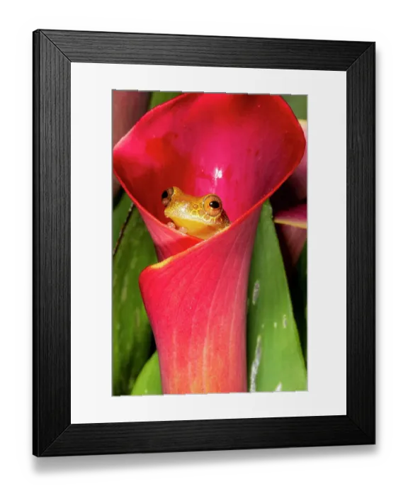 Framed Print : Reticulated clown tree frog resting in calla lily