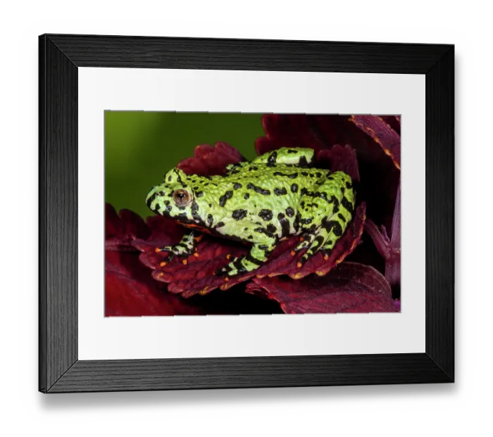 Framed Print : Fire-bellied toad Framed Print : Fire-bellied toad