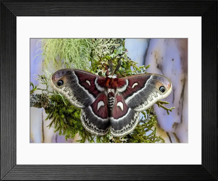 Framed Print : Silk moth on mossy branch