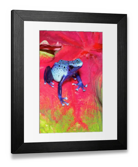 Framed Print : Blue dart frog, Surinam Framed Print : Blue dart frog, Surinam
