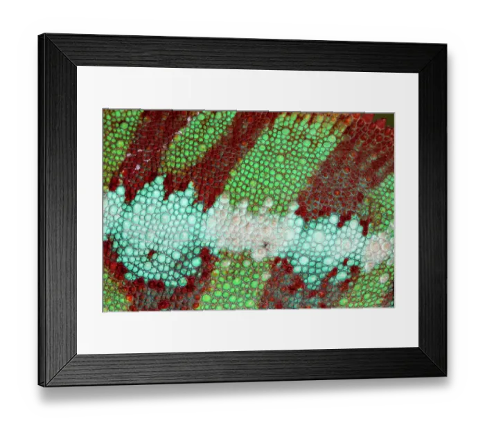 Framed Print : Male panther chameleon Framed Print : Male panther chameleon