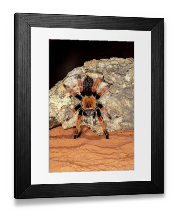 Framed Print : Red Rump Tarantula, Mexico