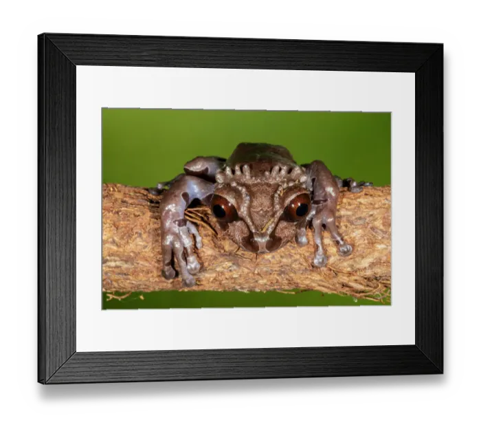 Framed Print : Crowned tree frog