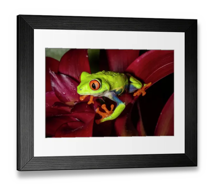 Framed Print : Red-eyed tree frog Framed Print : Red-eyed tree frog