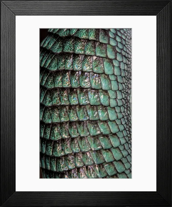 Framed Print : Mexican alligator lizard