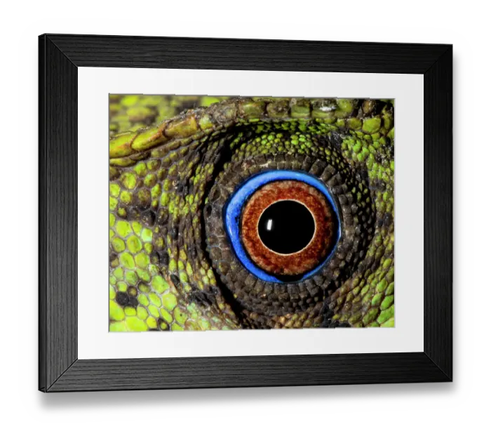 Framed Print : Javan hump-headed lizard