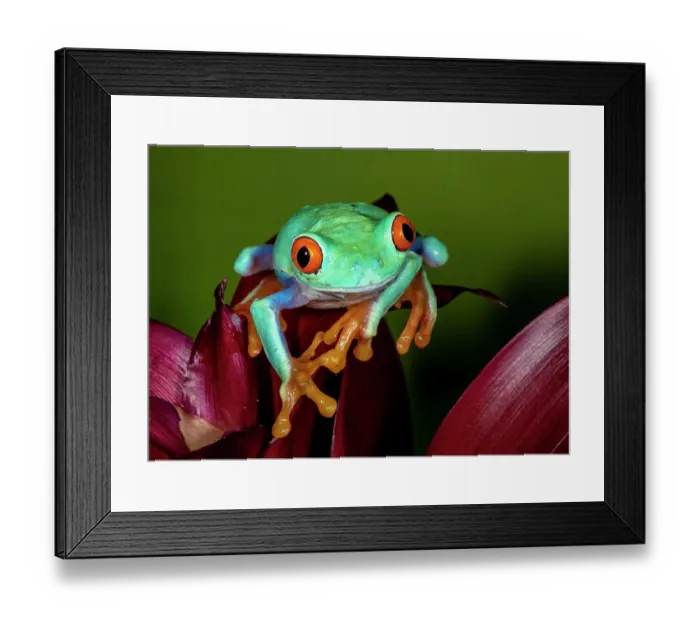 Framed Print : Red-eyed tree frog Framed Print : Red-eyed tree frog