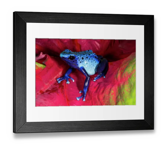Framed Print : Blue dart frog, Surinam