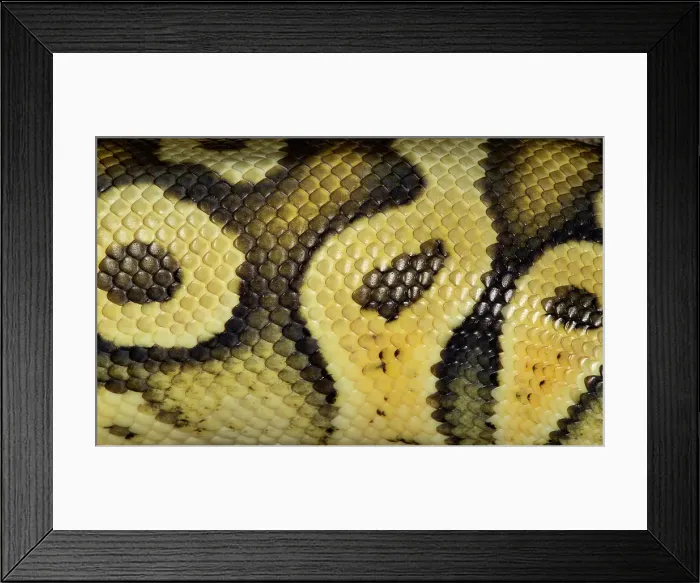 Framed Print : Ball pythons