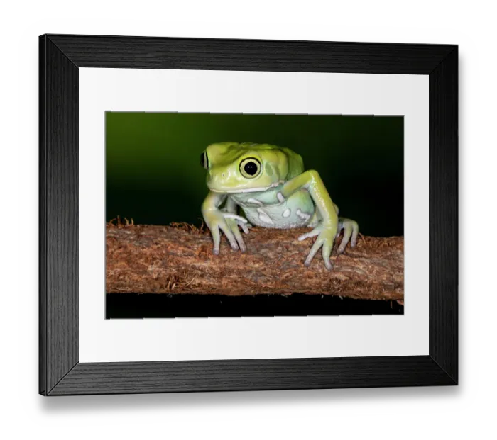 Framed Print : Waxy Monkey tree frog