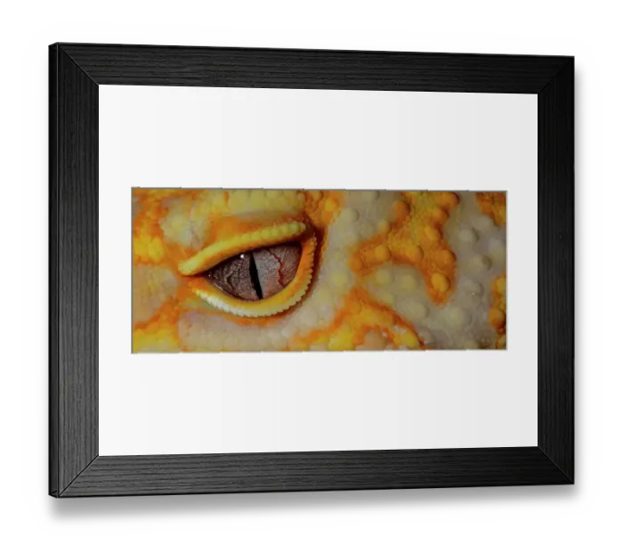 Framed Print : Leopard gecko (Albino)