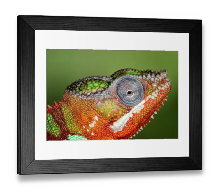 Framed Print : Male panther chameleon Framed Print : Male panther chameleon