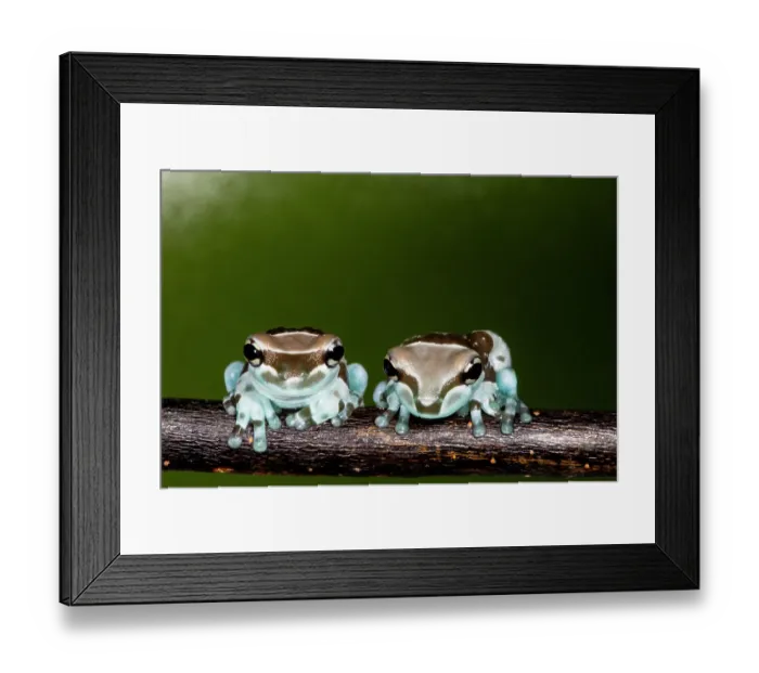Framed Print : Amazon milk frog Framed Print : Amazon milk frog